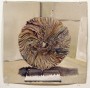 Wheel (after Marc Leuthold sculptures) Wheel (after Marc Leuthold sculptures)
