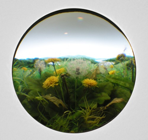 Dandelion Cluster