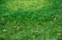 "Fairy Ring with English Daisies" Detail "Fairy Ring with English Daisies" Detail