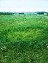 Detail: Fairy Ring with English Daisies