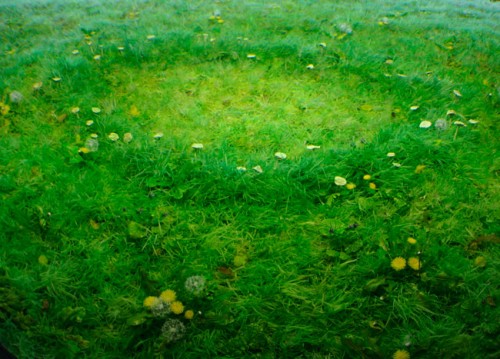 Fairy Ring With Dandelions, detail