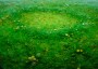Fairy Ring With Dandelions, detail Fairy Ring With Dandelions, detail