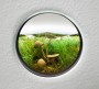 Fairy Ring Mushroom Cluster #2 Fairy Ring Mushroom Cluster #2