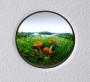 Fly Agaric Cluster #2 Fly Agaric Cluster #2