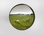 Small Fairy Ring Mushroom Cluster 3
