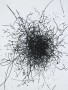 January 27, 2009 (1.4 Liters) (Kite Drawing)
