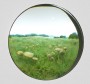 Small Fairy Ring Mushroom Cluster #3 Small Fairy Ring Mushroom Cluster #3