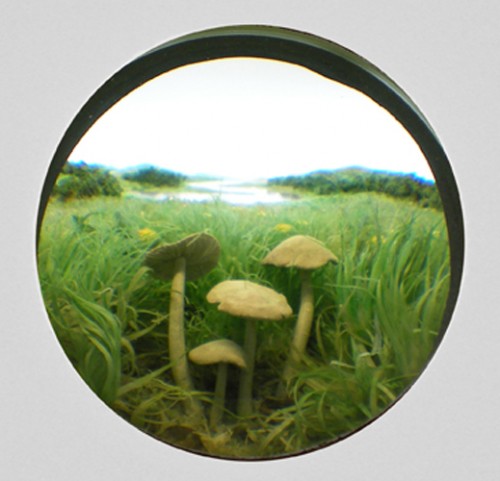 Small Fairy Ring Mushroom Cluster Small Fairy Ring Mushroom Cluster