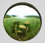 Small Fairy Ring Mushroom Cluster Small Fairy Ring Mushroom Cluster