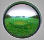 Fairy Ring with White Clover